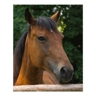 Horse Portrait Photo Print