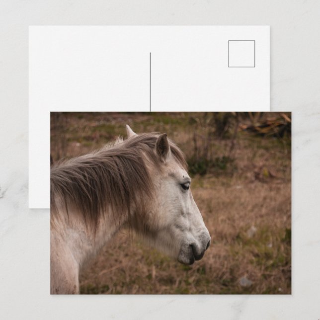 Horse portrait postcard (Front/Back)