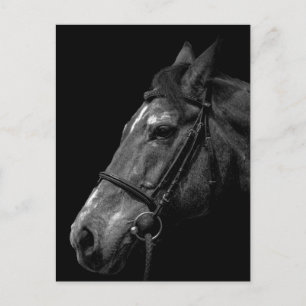 Horse Portrait - Postcard