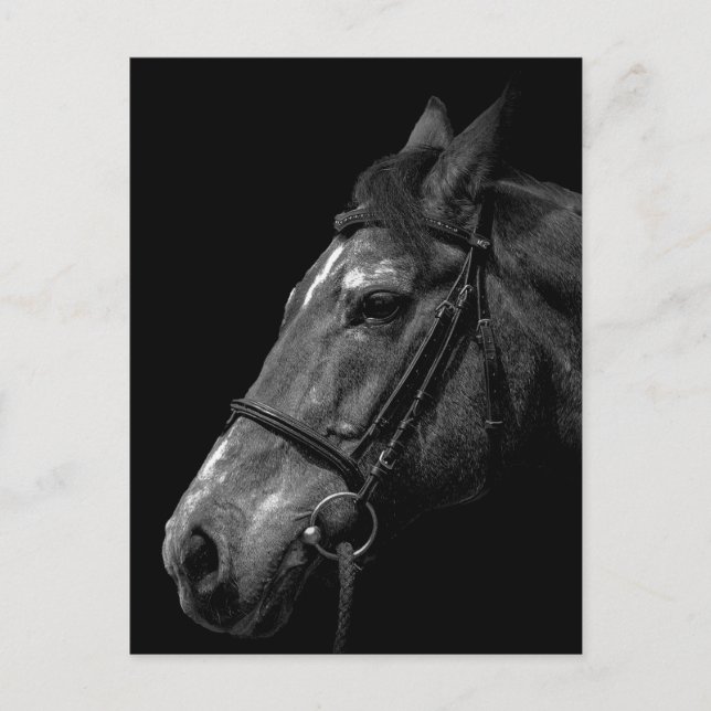 Horse Portrait - Postcard (Front)