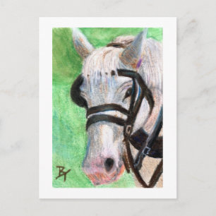 Horse Portrait Postcard