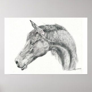 Horse portrait poster in graphite pencil drawing