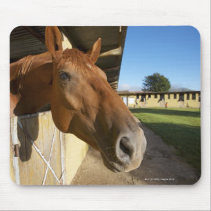 Horse portrait, Swaziland, South Africa Mouse Mat