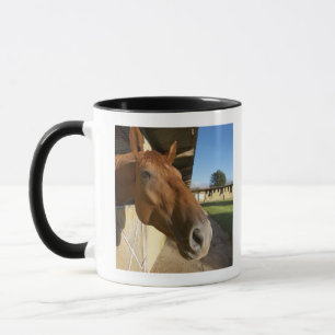 Horse portrait, Swaziland, South Africa Mug