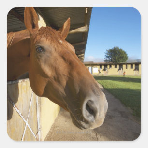 Horse portrait, Swaziland, South Africa Square Sticker