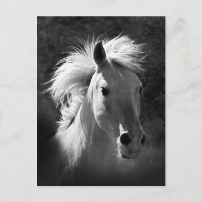 Horse Portrait V Postcard (Front)