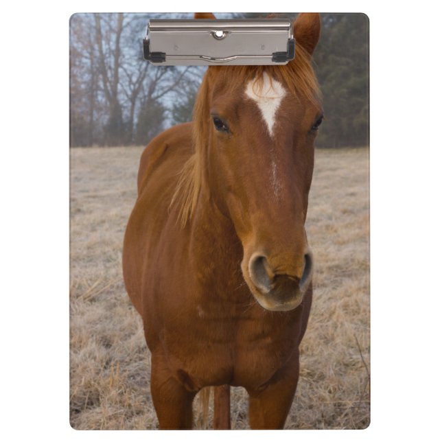 Horse pose clipboard (Front)