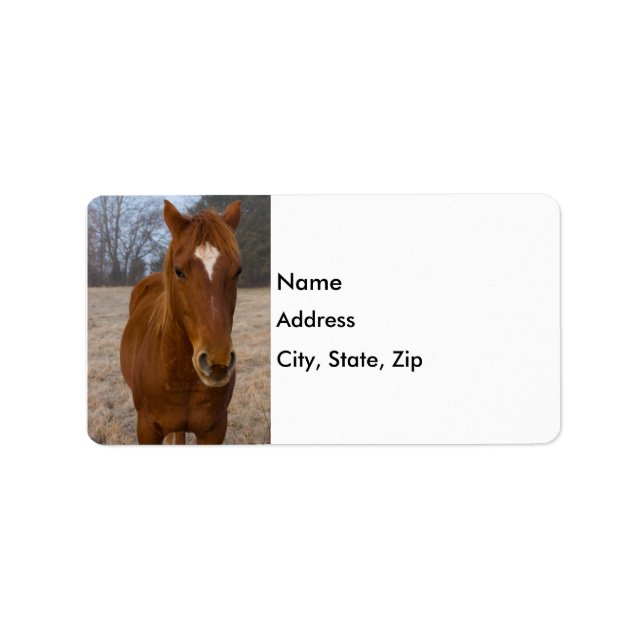 Horse pose label (Front)