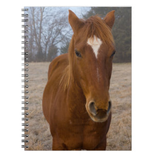 Horse pose notebook