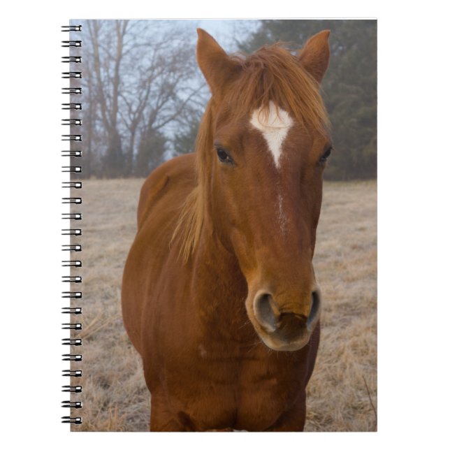Horse pose notebook (Front)
