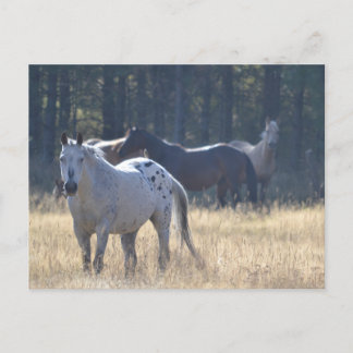 horse post card appaloosa horse