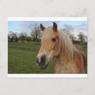 Horse Postcard
