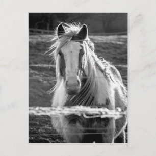 Horse Postcard