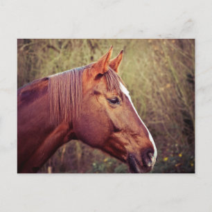 Horse Postcard