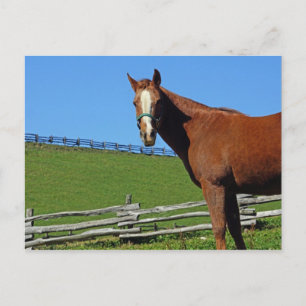 Horse Postcard