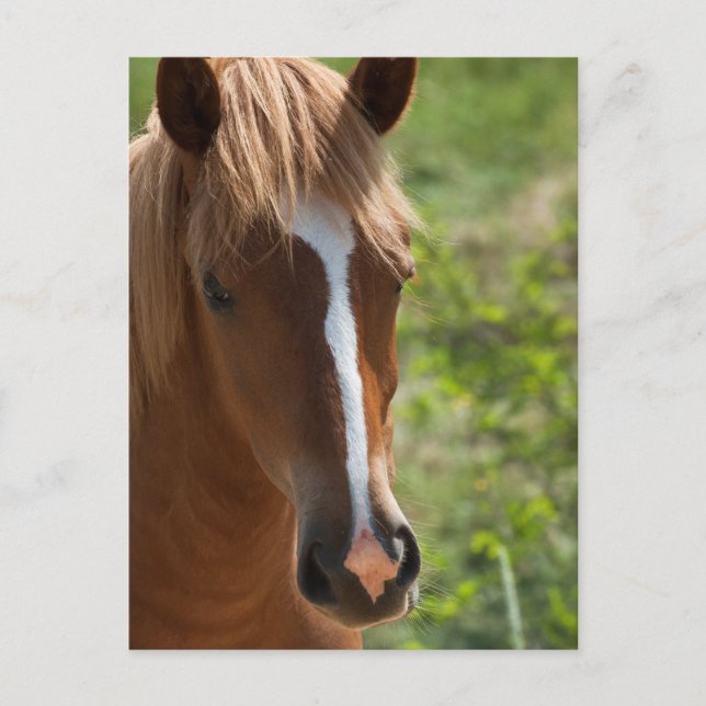 Horse Postcard (Front)