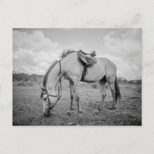 Horse Postcard