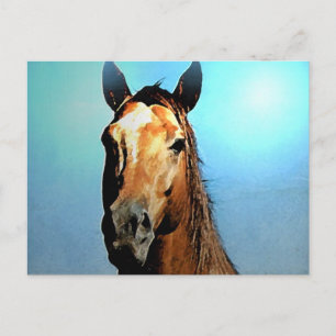Horse Postcard