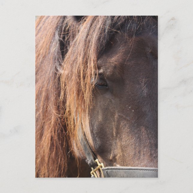 Horse postcard (Front)