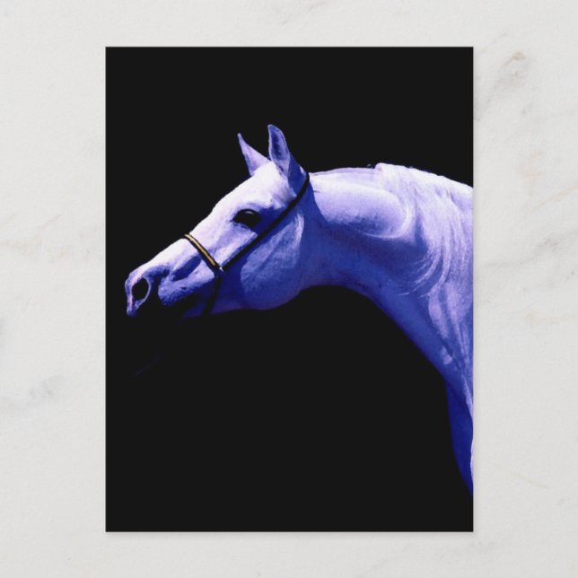 Horse Postcard (Front)