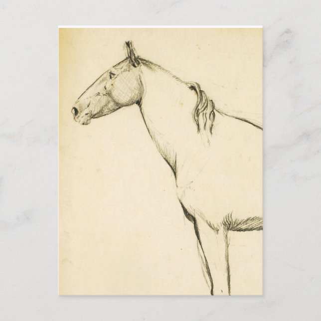 Horse Postcard (Front)