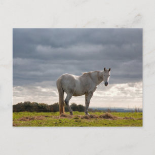 Horse Postcard