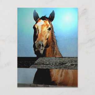 Horse Postcard