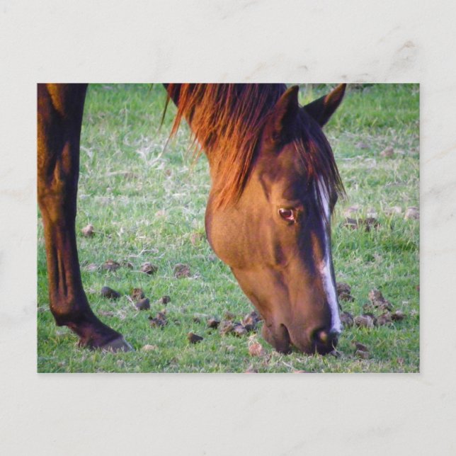 Horse Postcard (Front)