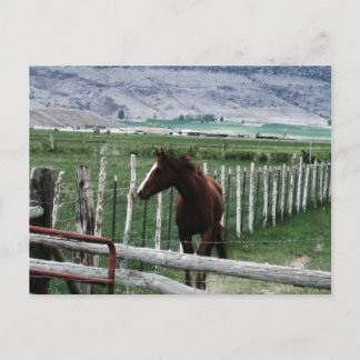Horse Postcard