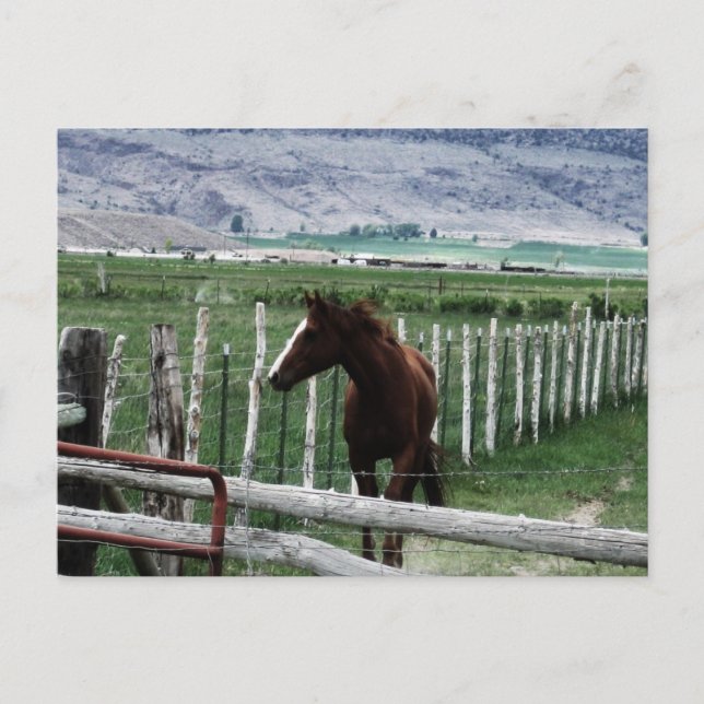 Horse Postcard (Front)