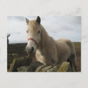 Horse postcard