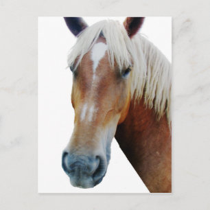 Horse Postcard