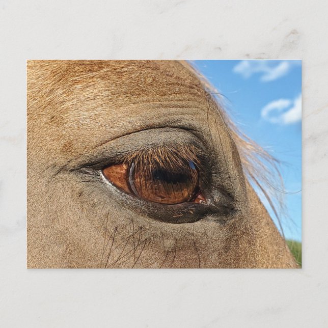 Horse postcard (Front)