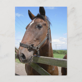 Horse Postcard