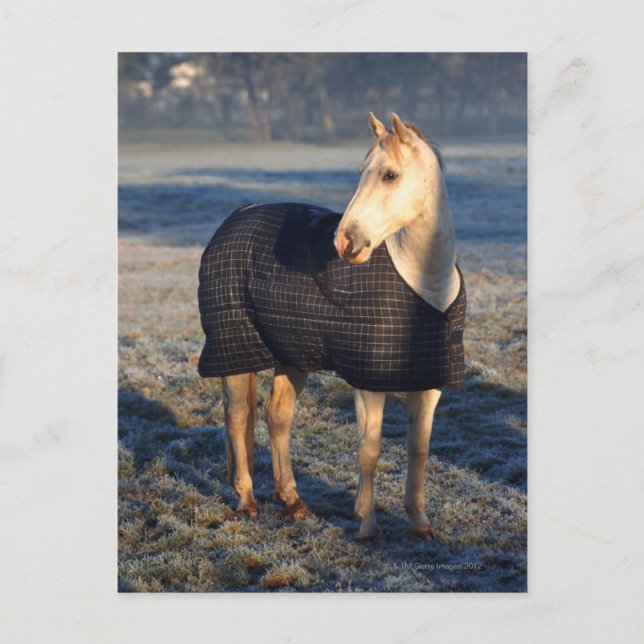 horse postcard (Front)