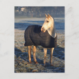 horse postcard