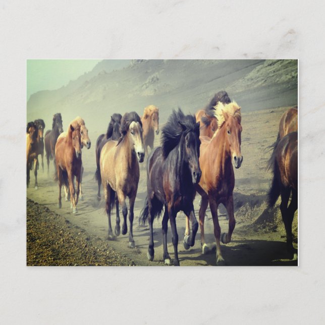 Horse Postcard (Front)