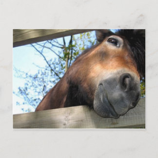 Horse Postcard