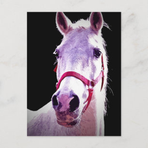 Horse Postcard