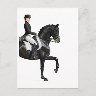 Horse Postcard
