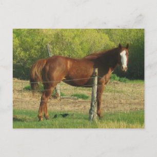 Horse Postcard