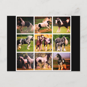 Horse Postcard