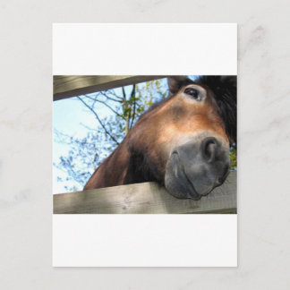 Horse Postcard