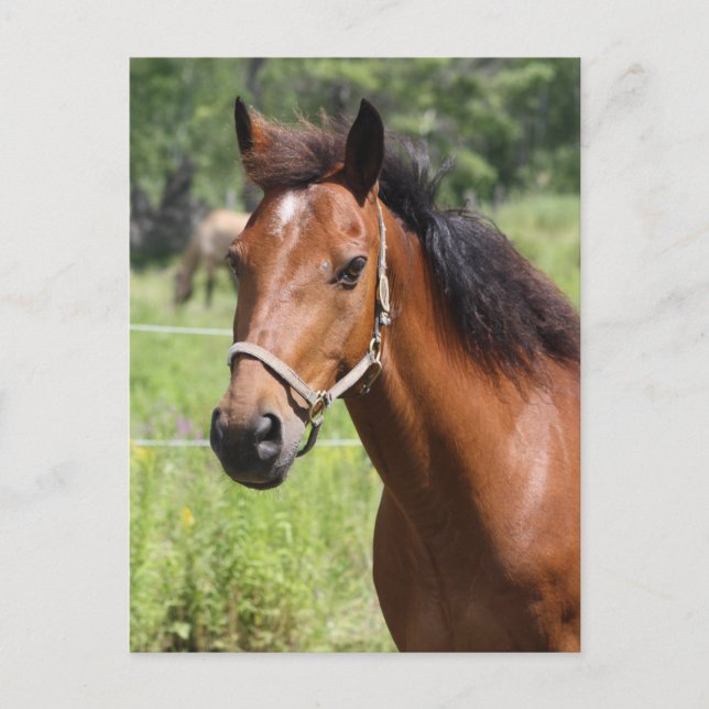 Horse Postcard (Front)