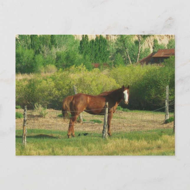 Horse Postcard (Front)