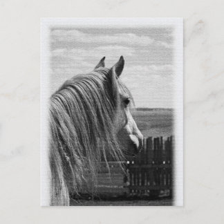 horse postcard
