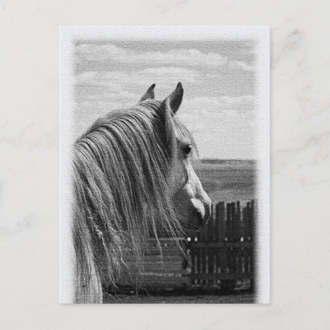 horse postcard (Front)
