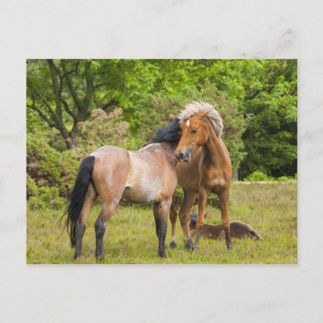 Horse postcard (Front)