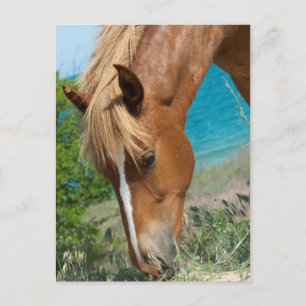 Horse Postcard