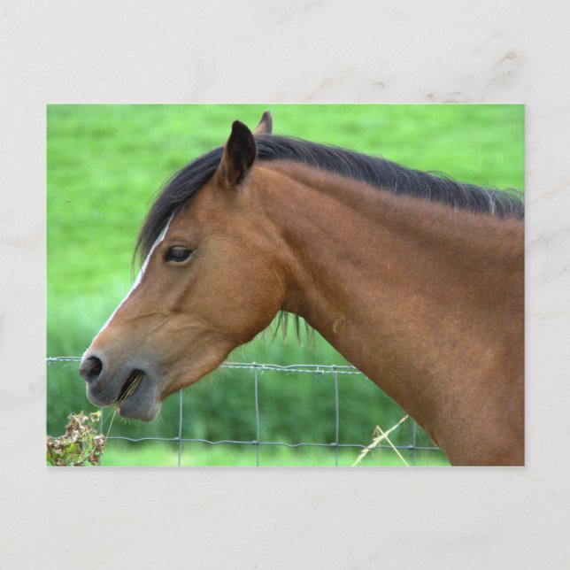 Horse Postcard (Front)